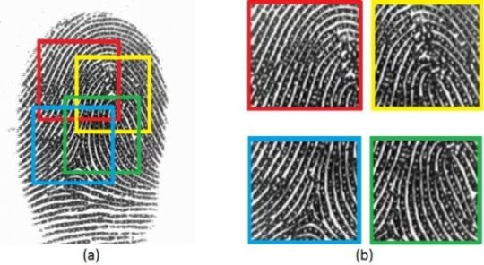 Smartphones typically capture a limited portion of the full fingerprint using small sensors. Multiple partial fingerprints are captured for the same finger during enrollment. The figure shows a set of partial fingerprints (b) extracted from the full fingerprint (a).