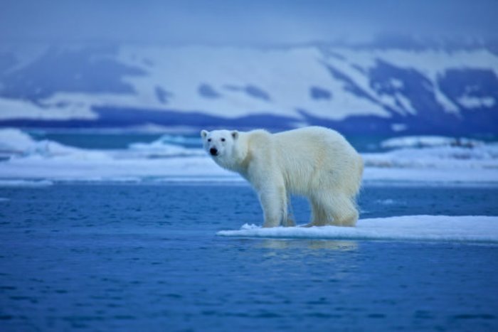 Using satellite telemetry data collected from 123 adult polar bears in Canada's Hudson Bay over 11 years, the researchers merged the movements of polar bears with wind patterns to explore how they looked for seals.