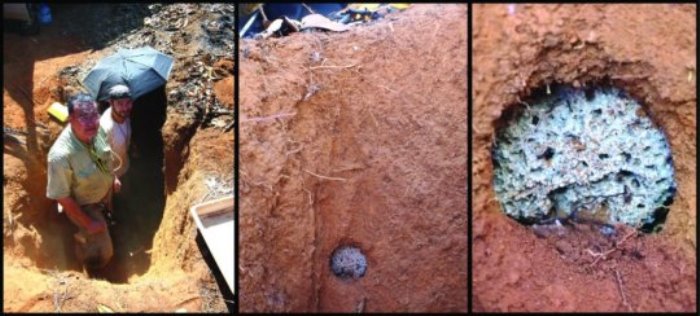 Left panel: Ted Schultz (left) and Jeffrey Sosa-Calvo (right) excavate a primitive, lower fungus-farming ant nest in the seasonally dry Brazilian Cerrado (savanna) near Brasilia in 2009. Photo credit: Cauê Lopes. Center and right panel: The underground garden chamber of a primitive, lower fungus-farming ant colony revealed by excavation. Photo credits: Ted Schultz, Smithsonian. Lower, primitive fungus-farming ant colonies and agricultural behaviors are comparably smaller-scale and simpler than the colonies of higher fungus-farming ants.