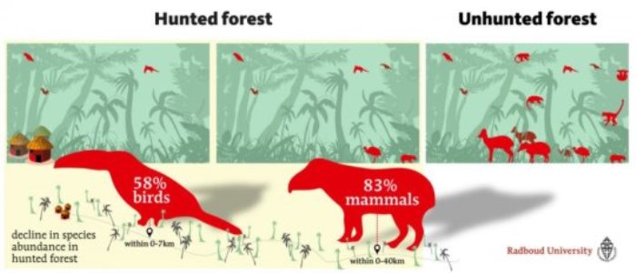 A decline of species abundance in hunted forest within 0-40 km from hunter access points.