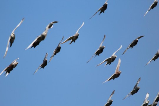 Group of pigeons flying.