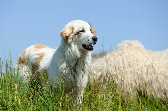 The map of dog breeds, which is the largest to date, will likely help researchers identify disease-causing genes in both dogs and humans.