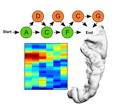 The artificial grammar used in this study and the phase-amplitude coupling in human auditory cortex.