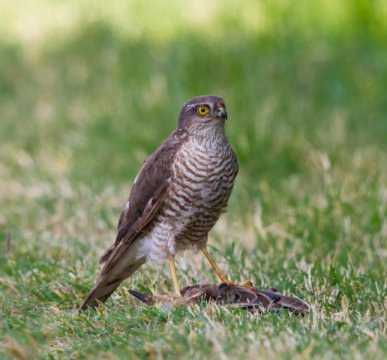 This is a male sparrowhawk.