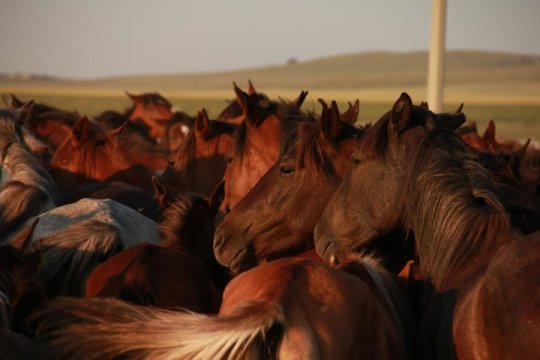 These are Kazakh horses in North Central Kazakhstan.