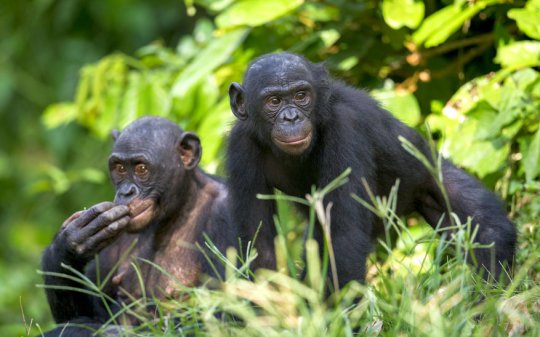 A new study examining the muscular system of bonobos provides firsthand evidence that the rare great ape species may be more closely linked to human ancestors than common chimpanzees.