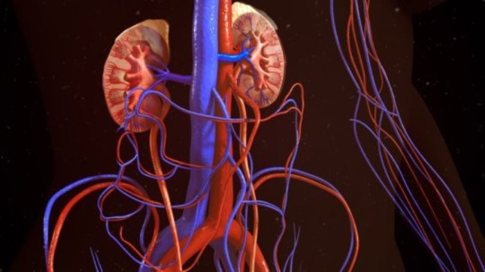 Ten patients have been cured of the Hepatitis C virus following lifesaving kidney transplants from deceased donors who were infected with the disease.