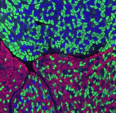 Salk scientists move one step closer to developing 'exercise-in-a-pill.' Partial view of a mouse calf muscle stained for different types of muscle fibers: oxidative slow-twitch (blue), oxidative fast-twitch (green), glycolytic fast-twitch (red).