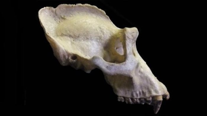 This is the sagittal crest of a male gorilla skull.