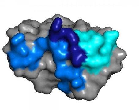 Researchers have found natural antibodies that prevent Zika infection by latching onto a part of the virus.
