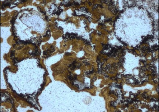 Spherical bubbles preserved in 3.48 billion-year-old rocks in the Dresser Formation in the Pilbara Craton in Western Australia provide evidence for early life having lived in ancient hot springs on land.