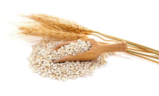 Domesticated crops have been transformed almost beyond recognition in comparison with their wild relatives - a change that happened during the early stages of farming in the Stone Age.