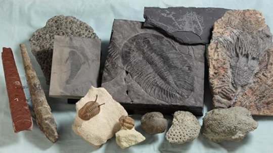 These are Ordovician-Silurian marine fossils from the museum of Tohoku University.