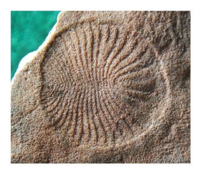 Researchers at UC Riverside are studying the world's oldest fossil animal, Dickinsonia, to learn more about the evolutionary history of animals.