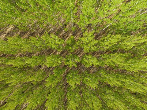 Poplar plantation. 