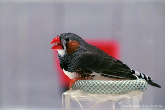 Zebra finch.