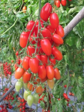 This photograph shows how by reorganizing the genetic combinations of tomato fruit yield increasing mutations, researchers achieved weakly branched flower-bearing shoots that gave higher yield.