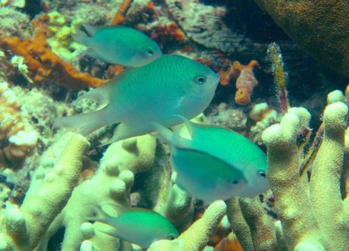 Altrichthys alelia (Alelia's damselfish) is a new species of damselfish discovered in the Philippines. Unlike most coral reef fish, in this species the parents care for their young.