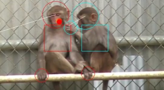 While showing monkeys videos of social interaction, scientists scanned their brains and tracked their gaze (red dot).