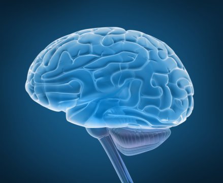 To maintain certain short-term memories, the brain’s cortex relies on connections with the thalamus, new research shows.