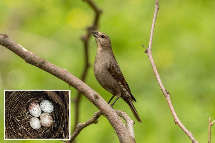 Cowbird moms pay attention to the size of eggs in the nests they choose for egg-laying, a new study finds. Inset: Two cowbird eggs in the nest of a northern cardinal, with two (larger) eggs of its own.