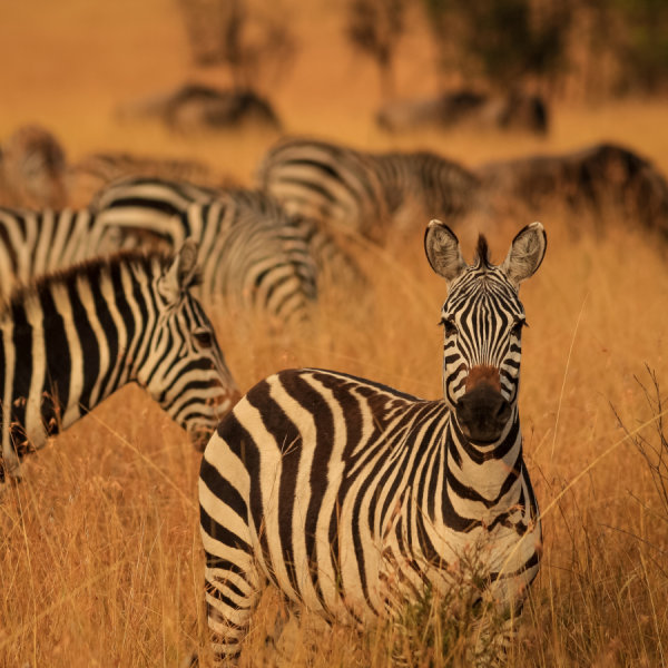 Memory is the key to directing zebra migration.