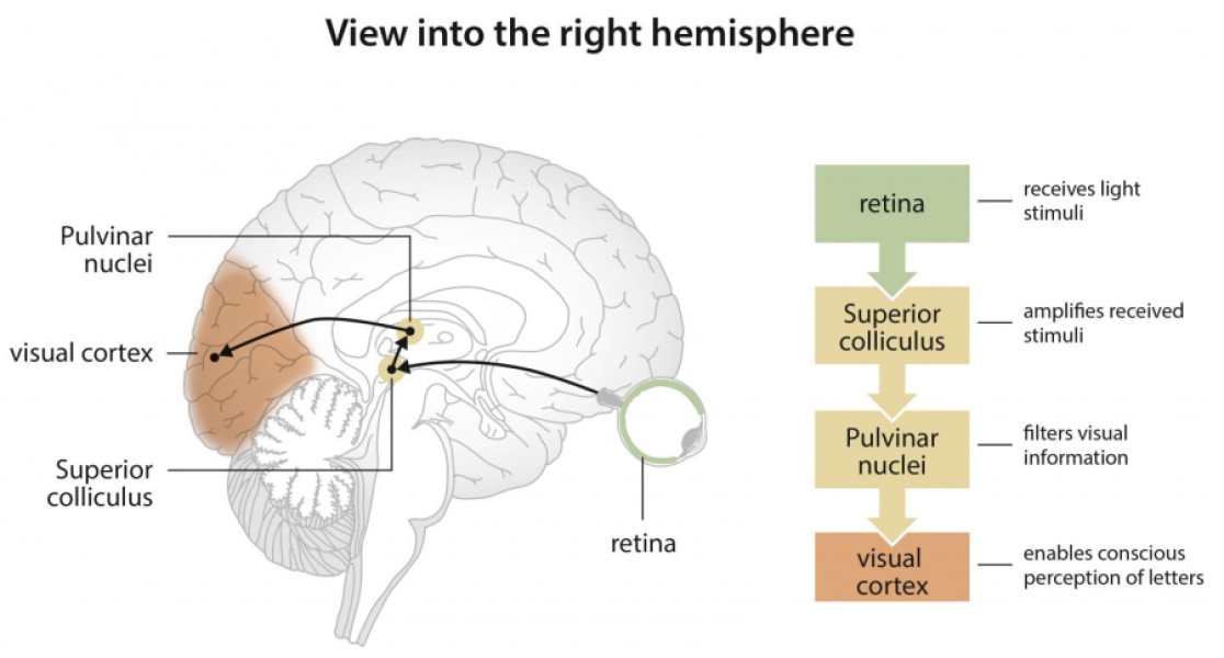 When becoming literate neuroplasticity conquers a network that is deeply rooted in the brain. This reorganisation makes us more and more efficient in visually navigating through letter strings.