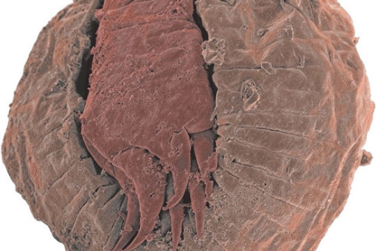 Detail from an embryo of the scalidophoran Markuelia from the Middle Cambrian of Australia.
