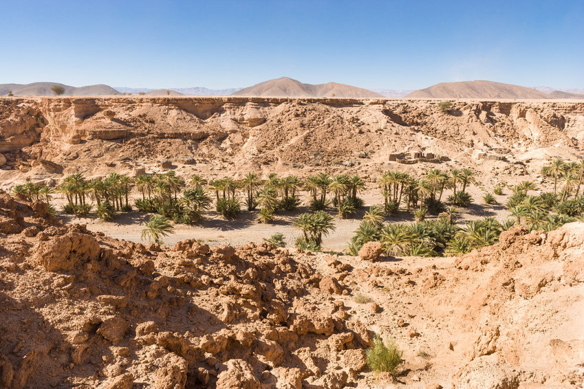 Oasis in Morocco 