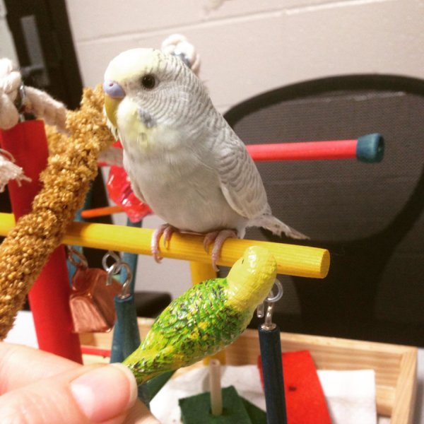 No experience with human speech is necessary for budgerigars to perceive the difference between 'd' and 't', according to a study published May 31, 2017 in the open-access journal PLOS ONE by Mary Flaherty from The State University of New York, Buffalo, USA, and colleagues.