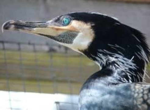 The research cormorant Loke.