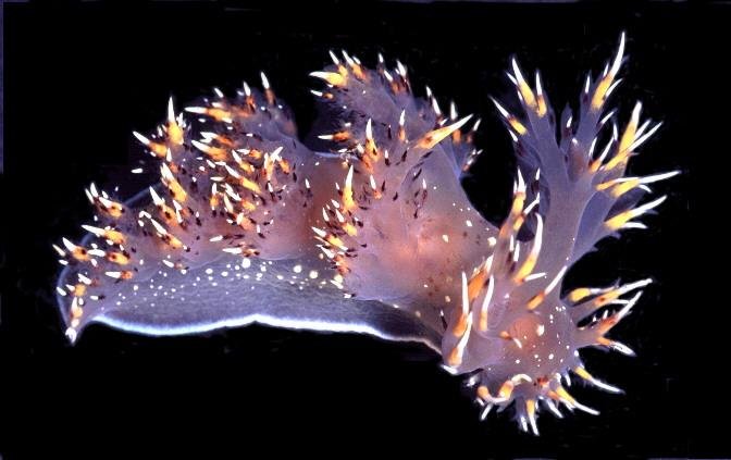 This image shows Giant Nudibranch, Dendronotus iris.