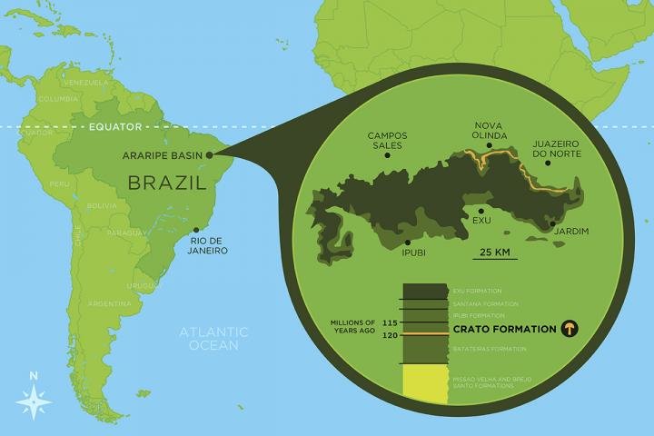 The mushroom was uncovered in the Araripe Basin, in northeast Brazil, in a limestone layer called the Crato Formation.