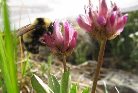 Bombus balteatus queen collecting nectar from the alpine clover, Trifolium parryi. The buzzes of bees flying from flower to flower tell scientists how much pollination the clover population is getting over time and predict seed production in these alpine wildflowers.
