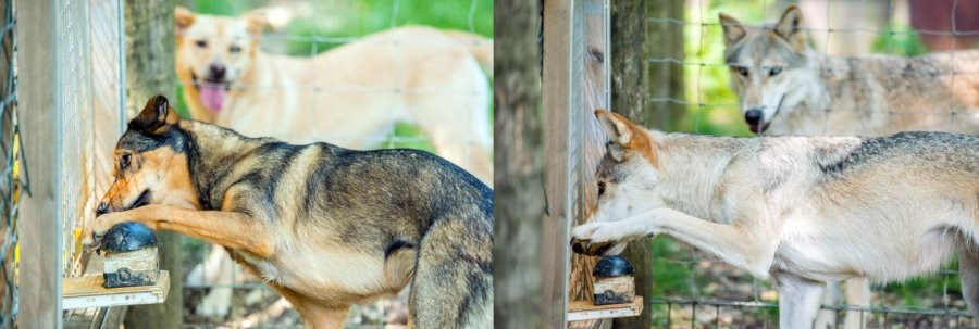 Wolves and dogs are sensitive to inequity