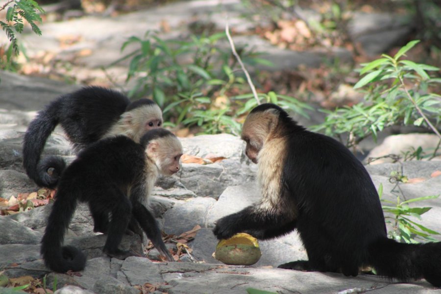 Younger capuchin monkeys turn to older animals to learn how to open Panama fruit. But even experienced monkeys will pick up a new technique that is more efficient.