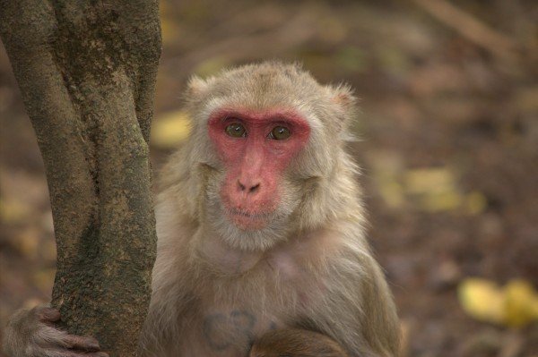 Our color vision is superior at spotting "social signaling," such as blushing or other facial color changes, when compared to other types of color vision, including the type we design for digital cameras and other photographic devices. In their study, the researchers had 60 human subjects view a series of digital photographs of female rhesus macaque monkeys, above, whose facial color changes to give social cues.