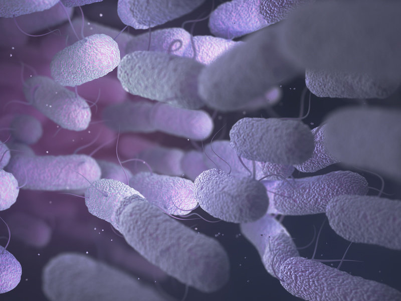 Enterobacteriaceae: Large family of Gram-negative bacteria that includes many of the more familiar pathogens, such as Salmonella and Escherichia coli.