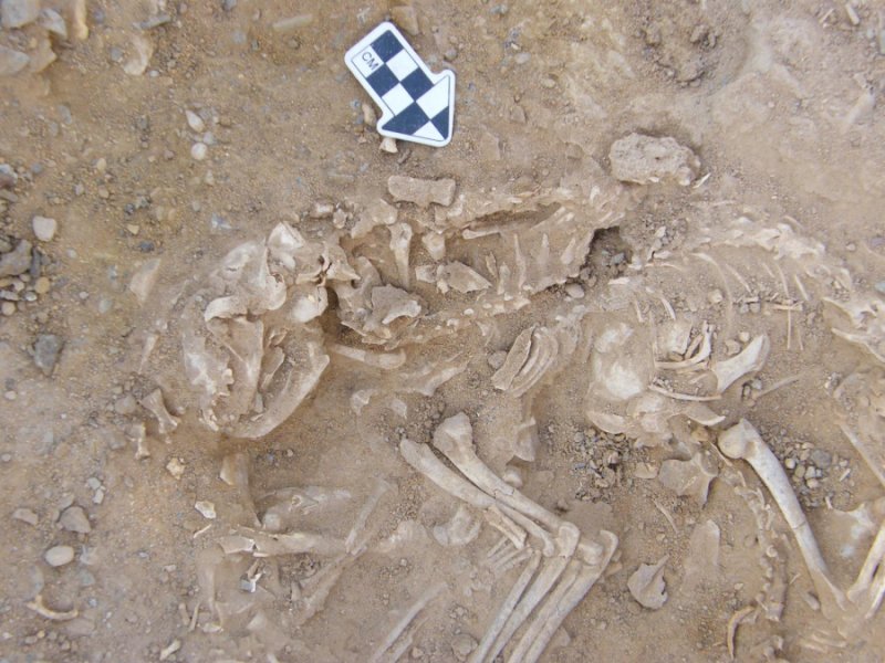 These are several cats buried in a 6000-year-old pit in Hierakonpolis, Egypt.