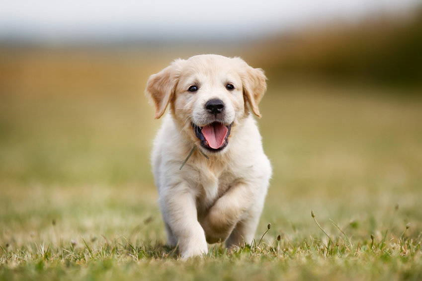 Golden retriever puppy. Do you think of puppies and bunnies when you think of your spouse?