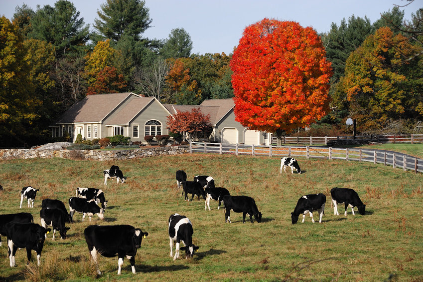 A herd of cattle grazing.
