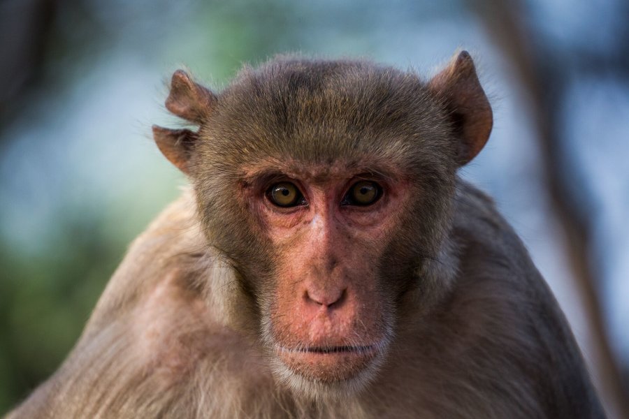 Macaques, and other animals, have great difficulties in distinguishing between sequences of stimuli. This might be what separates humans from other animals.