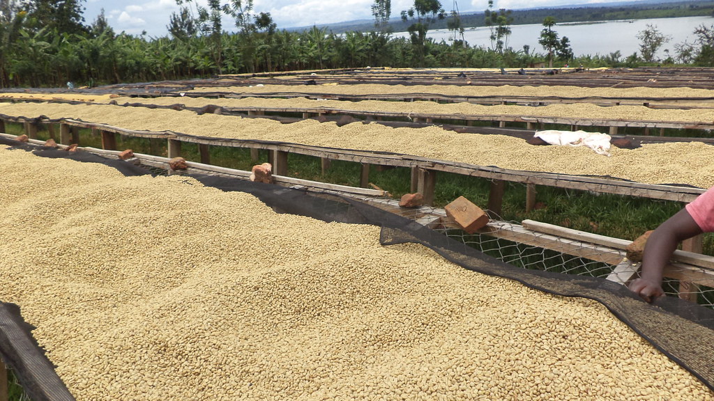 Rwanda earned more than $148.6 million (about Rwf 216 billion) from coffee exports in 2025, the highest level on record.