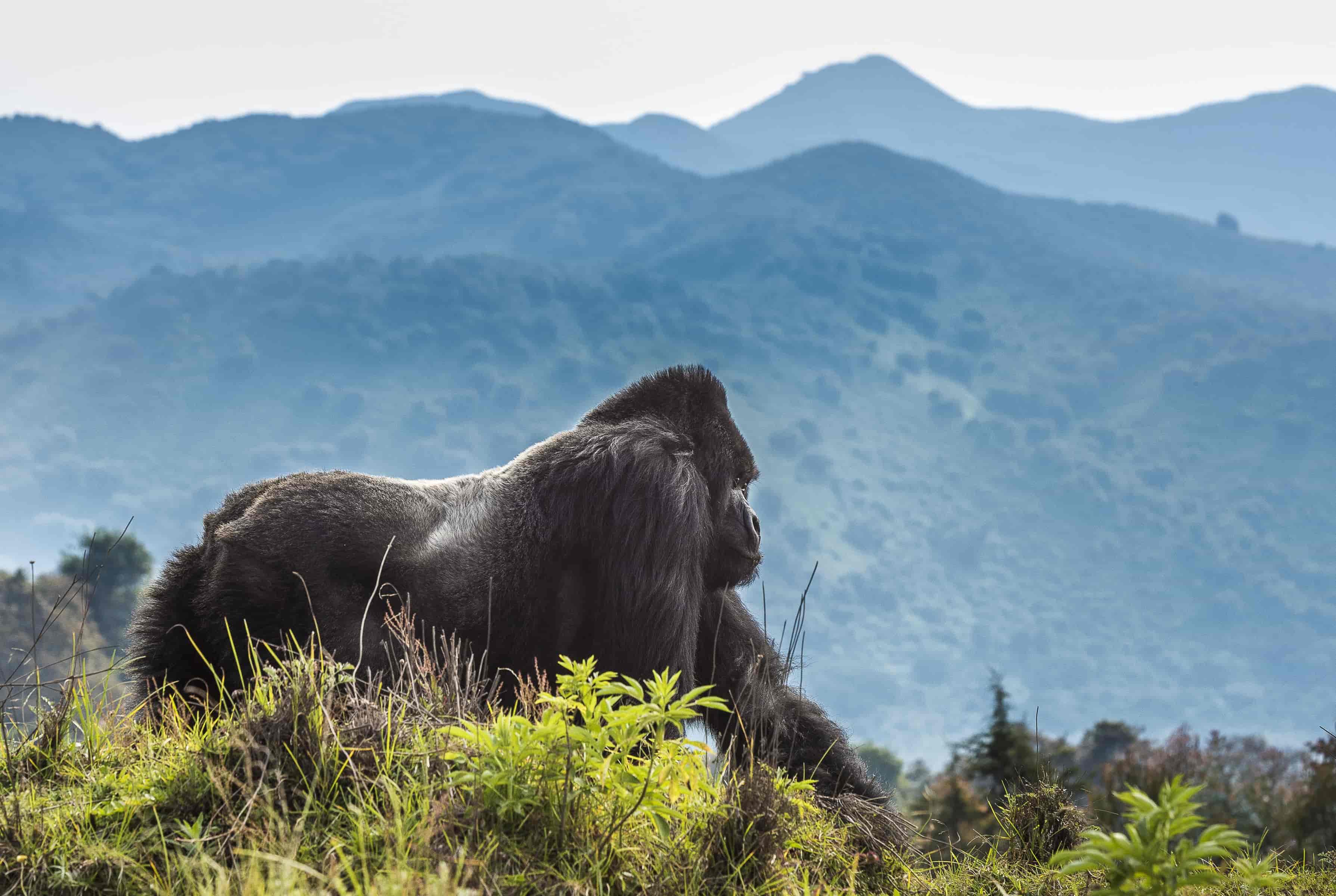 Volcanoes National Park in northern Rwanda is a popular tourist destination, drawing visitors from around the world to experience its misty mountains, bamboo forests, and mountain gorillas.