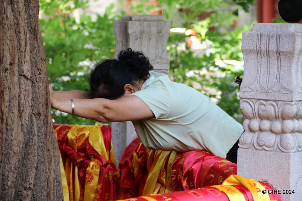 Visitors often hug the Emperor Tree, believing in its spiritual benefits and the ancient presence it embodies.