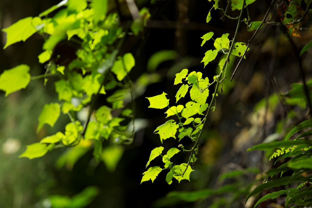 Th eco park is home to different plant species.