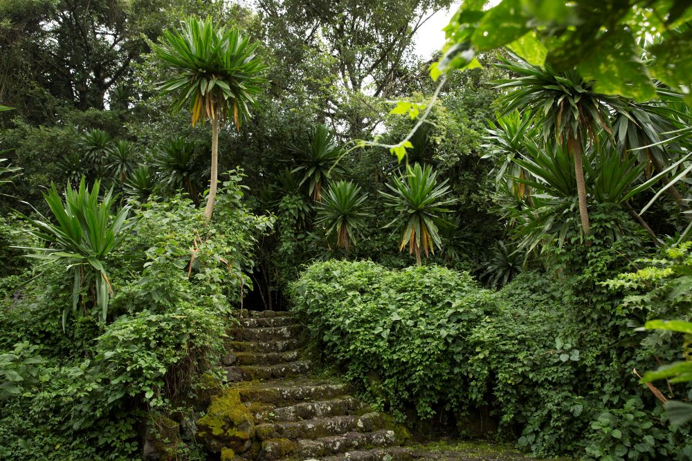 Buhanga Eco Park is a sanctuary where nature thrives in harmony with the echoes of history.