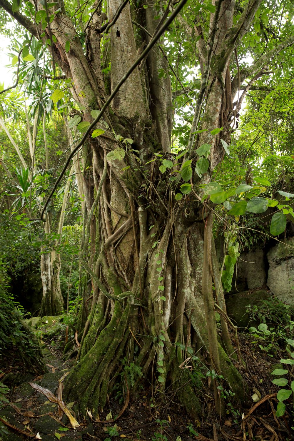 Walking through the forest, visitors encounter ancient trees like the “Unity Tree,” or Inyabutatu ya Rwanda, which appears as three trunks intertwined into one.