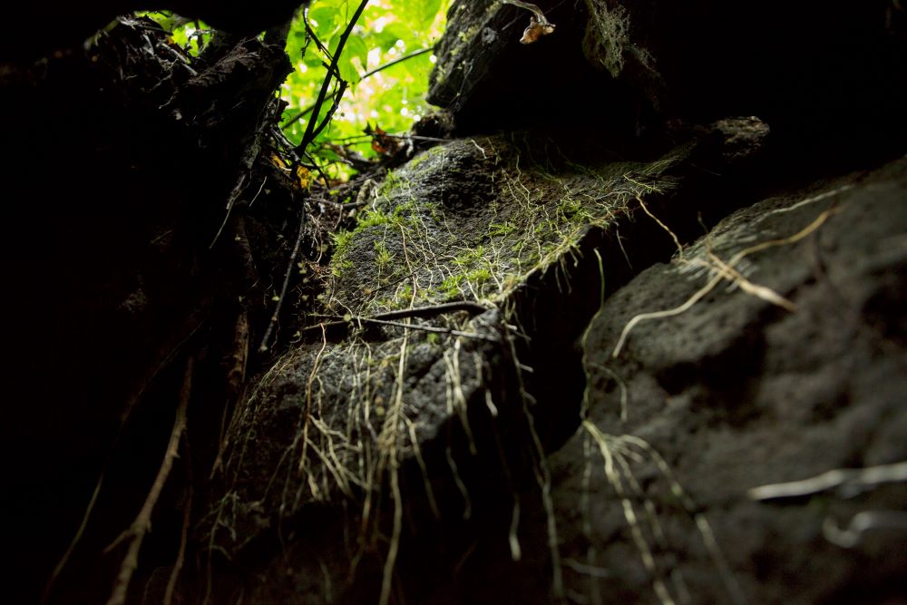 Trails in the eco-park wind through rugged lava stones and lush terrain adorned with climbing plants.