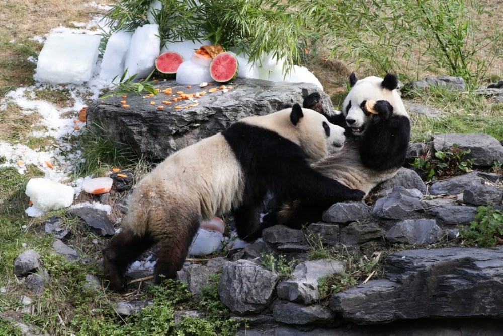 Giant panda twins "Bao Di" (L) and "Bao Mei" have birthday meal at the Pairi Daiza zoo in Brugelette, Belgium, Aug. 6, 2022. (Xinhua/Zheng Huansong)